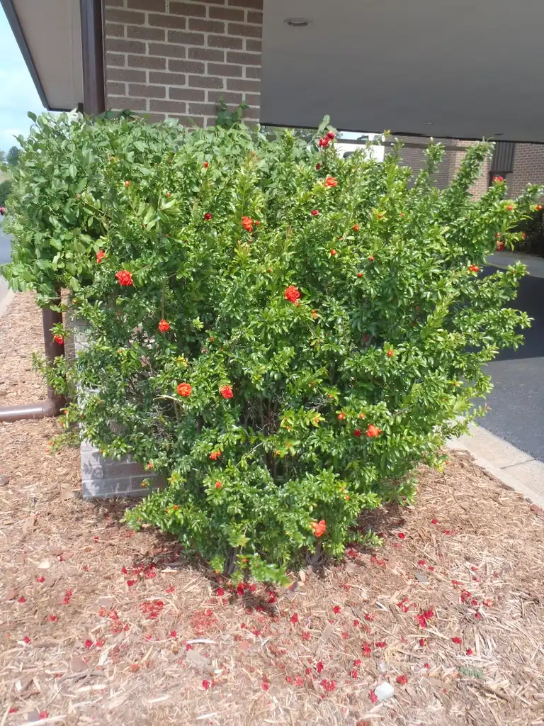 Foto de Punica granatum - Flower Form:Jim Robbins