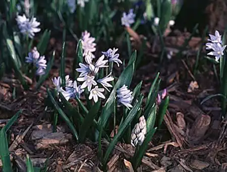 Фото Puschkinia scilloides (Puschkinia scilloidess)