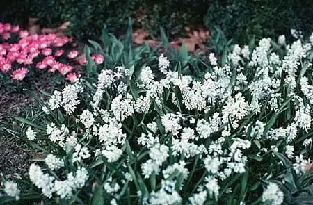 Фото Puschkinia scilloides (Puschkinia scilloidess)