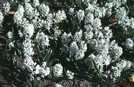 Фото Puschkinia scilloides - :
