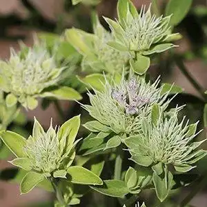 Foto de Pycnanthemum flexuosum (Pycnanthemum flexuosums)