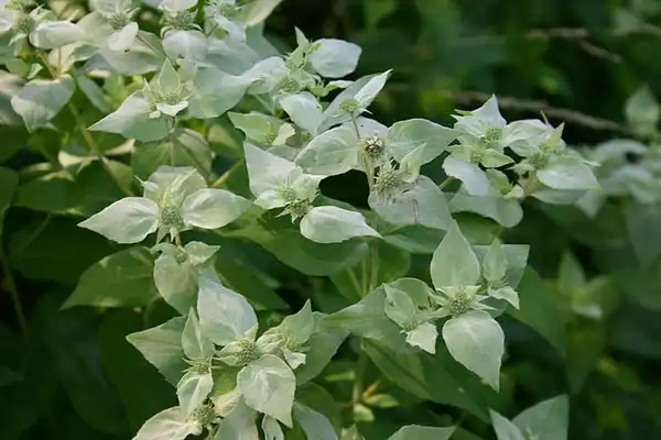 Foto de Pycnanthemum incanum (Pycnanthemum incanums)