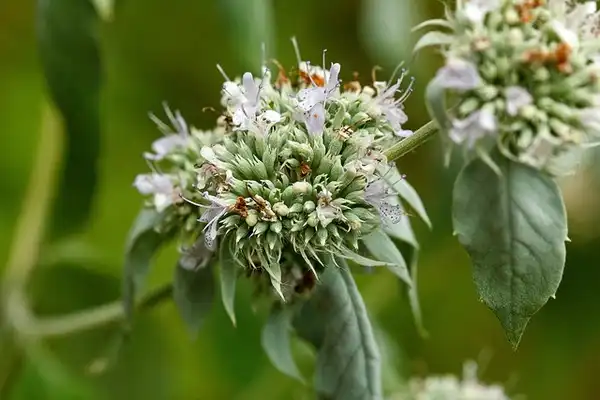 Foto de Pycnanthemum incanum (Pycnanthemum incanums)