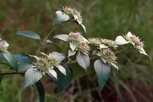 Foto de Pycnanthemum incanum - :James H. Miller & Ted Bodner, Southern Weed Science Society