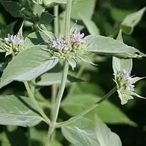 Foto de Pycnanthemum incanum - Pycnanthemum flower and leaf detail:Debbie Roos