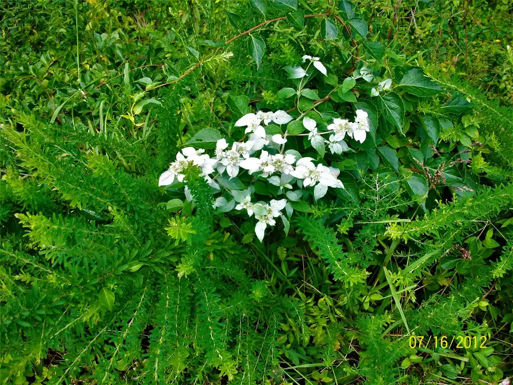 Foto de Pycnanthemum incanum - silver leaves and blooms, summer, McDowell County, NC:Eva Munday