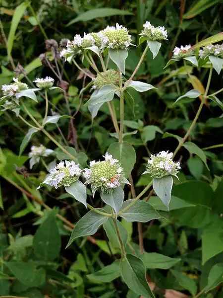 Photo of Pycnanthemum muticum (Pycnanthemum muticums)