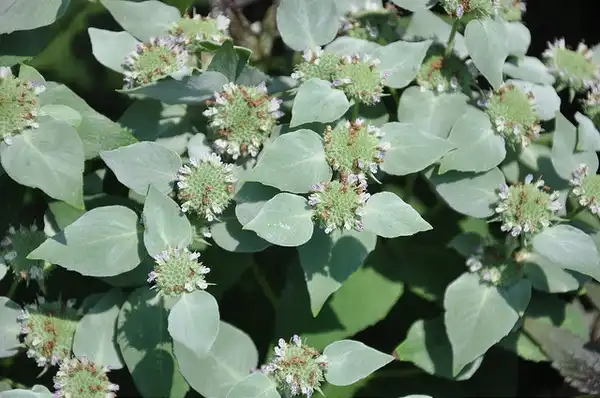 Photo of Pycnanthemum muticum - :proteinbiochemist