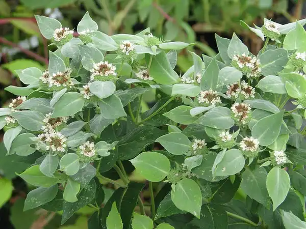 Photo of Pycnanthemum muticum - :pegnum