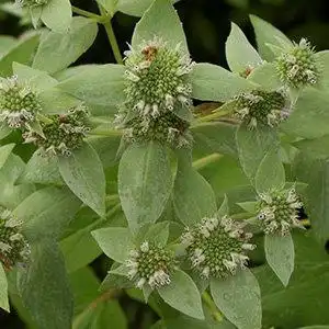 Photo of Pycnanthemum muticum - Pycnanthemum muticum:Debbie Roos