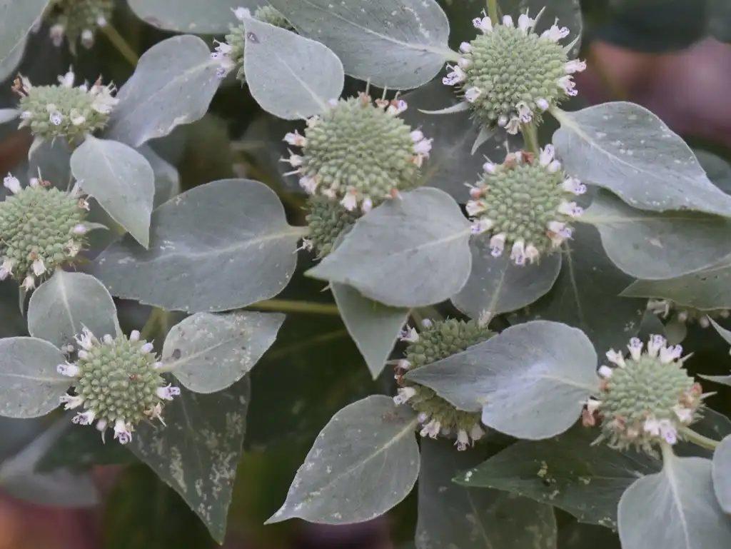Photo of Pycnanthemum muticum - Leaf Close-up (Wake County,NC)-Mid Summer:Cathy Dewitt