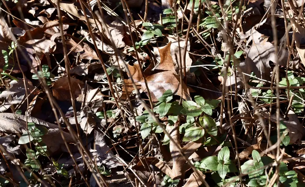 Photo of Pycnanthemum muticum - New growth (Wake County, NC)-Mid Winter:Cathy Dewitt