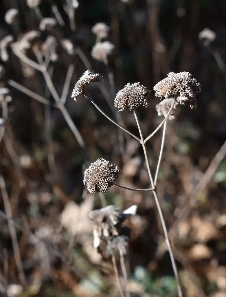 Photo of Pycnanthemum muticum - Flower head (Wake County, NC)-Winter:Cathy Dewitt