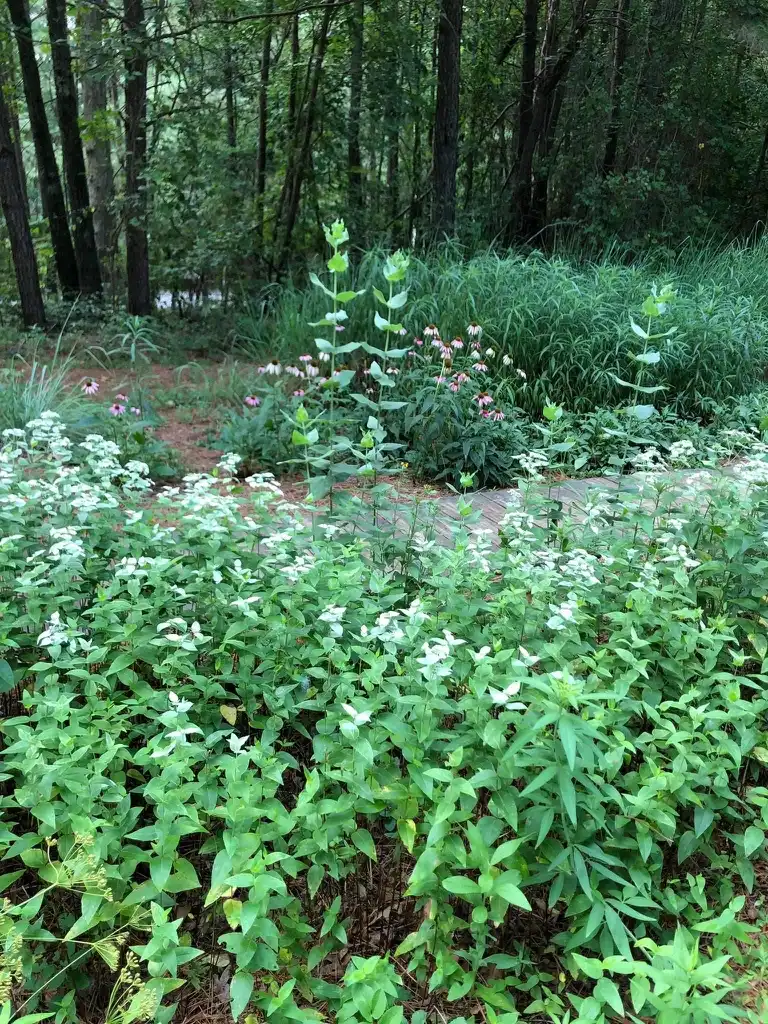 Photo of Pycnanthemum muticum - Full Form (Wake County, NC)-Fall:Cathy Dewitt