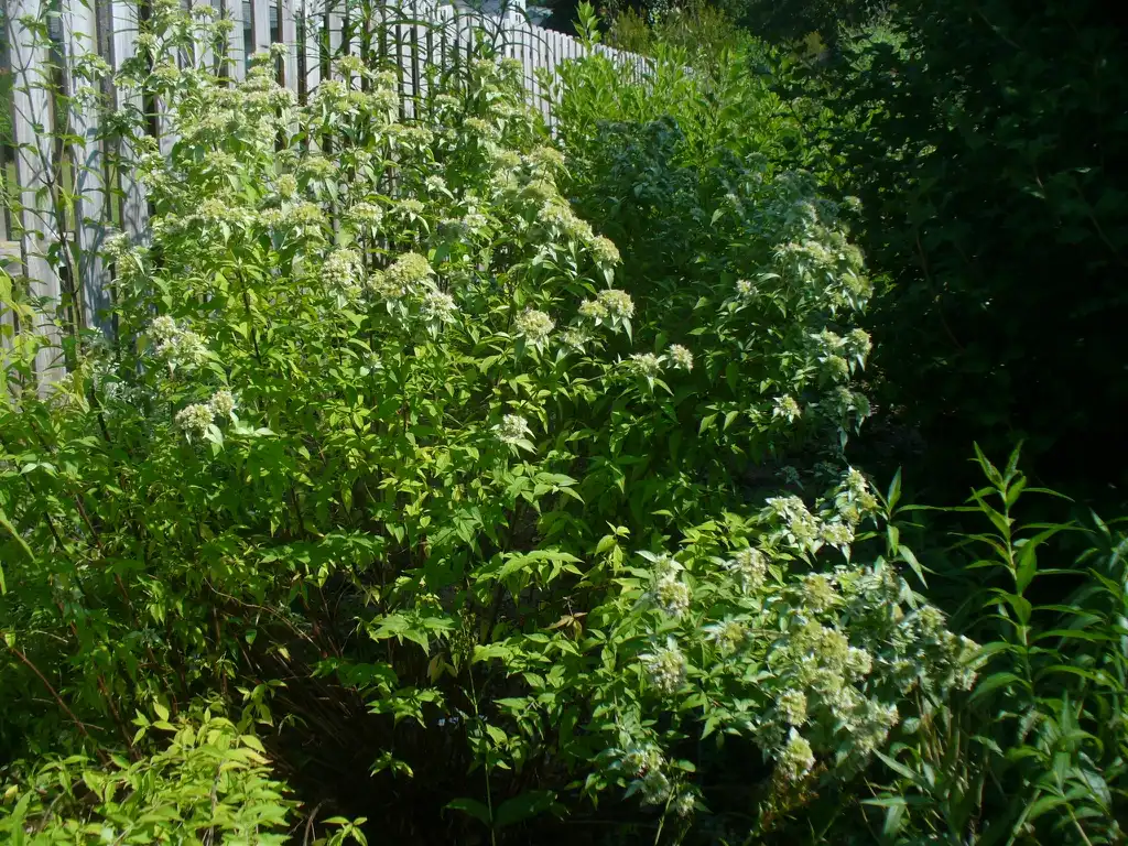 Photo of Pycnanthemum pycnanthemoides (Pycnanthemum pycnanthemoidess)