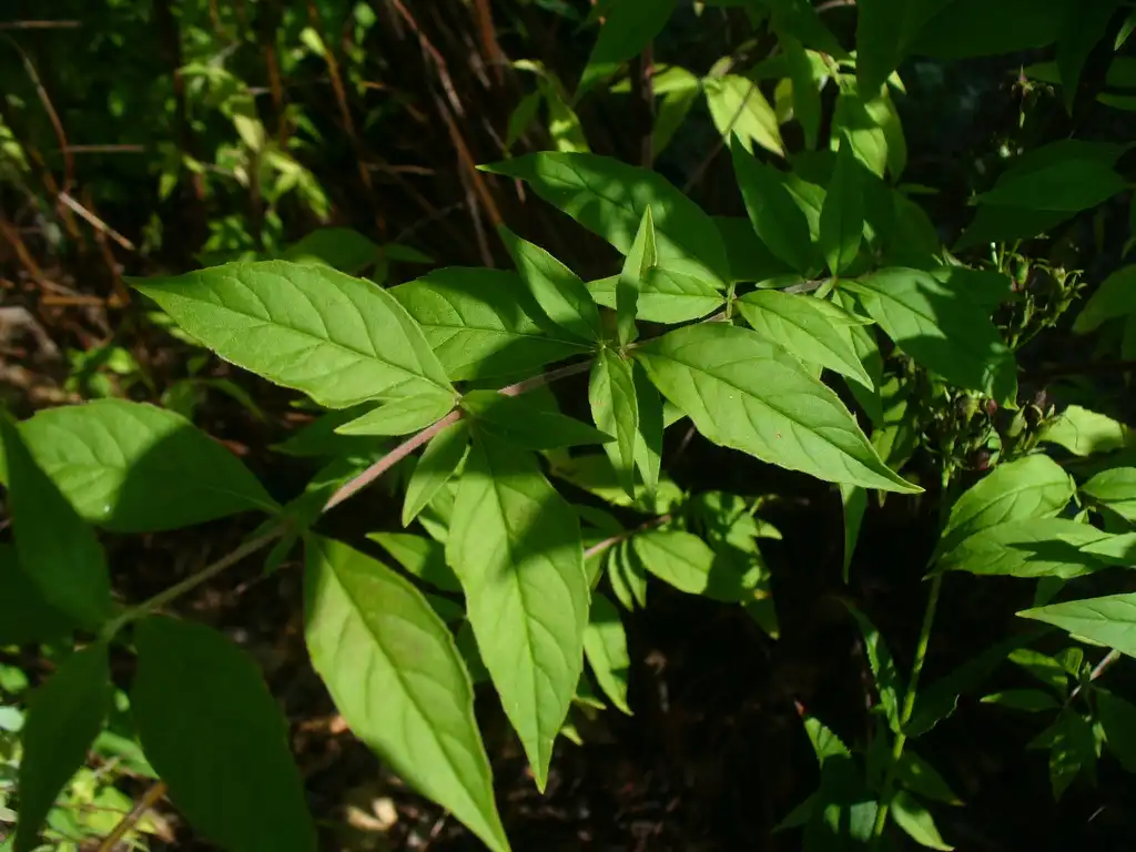 Photo of Pycnanthemum pycnanthemoides (Pycnanthemum pycnanthemoidess)