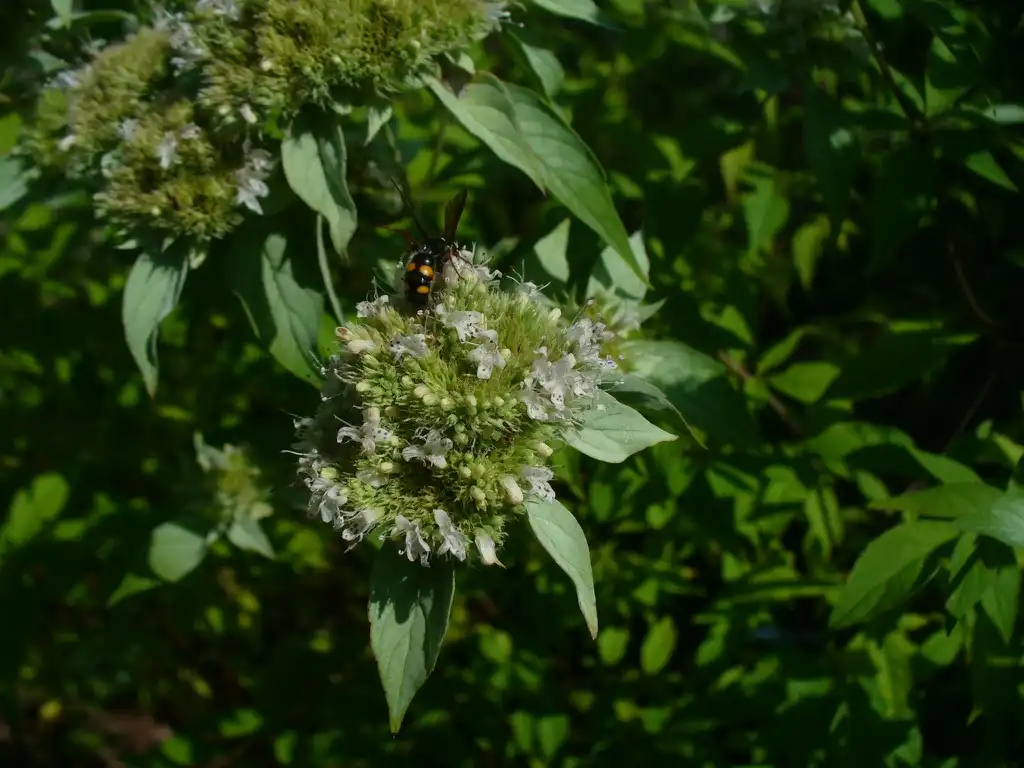 Photo of Pycnanthemum pycnanthemoides - close up of flower (in summer in Moore County):Susan Strine