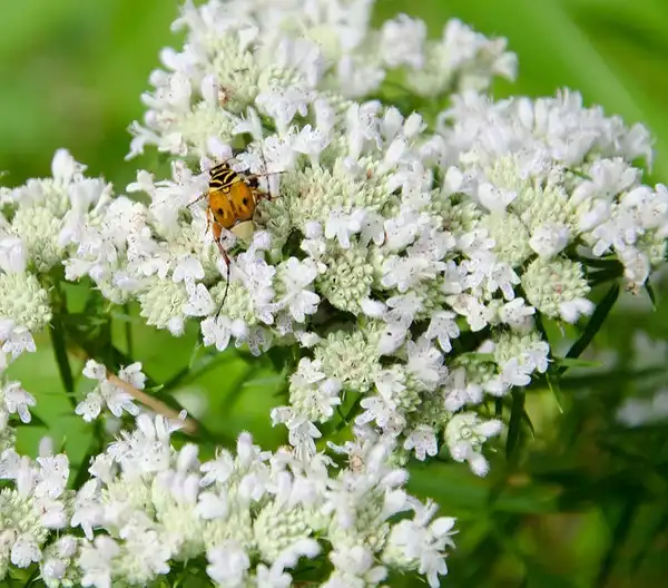 Photo of Pycnanthemum tenuifolium (Pycnanthemum tenuifoliums)