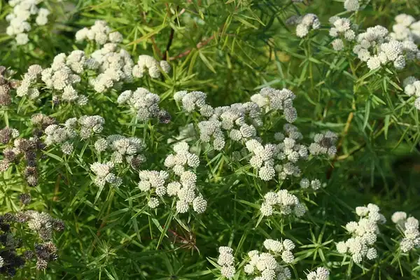 Photo of Pycnanthemum tenuifolium (Pycnanthemum tenuifoliums)