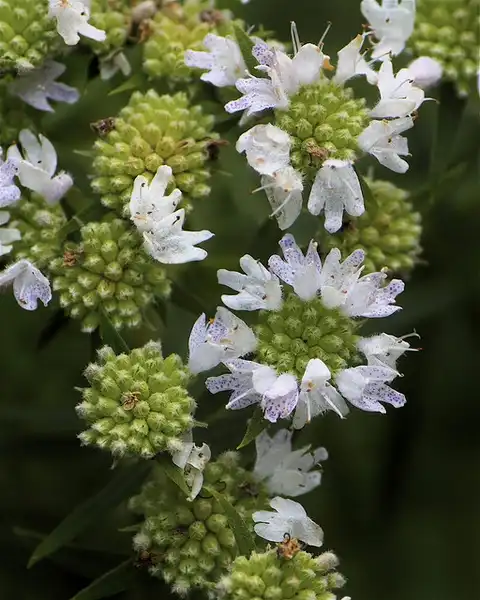 Photo of Pycnanthemum tenuifolium - Flower buds:Dan Mullen