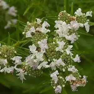 Photo of Pycnanthemum tenuifolium - Flowers and leaves:Debbie Roos