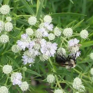 Foto de Pycnanthemum (Pycnanthemums)