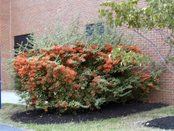 Photo of Pyracantha coccinea (Pyracantha coccineas)
