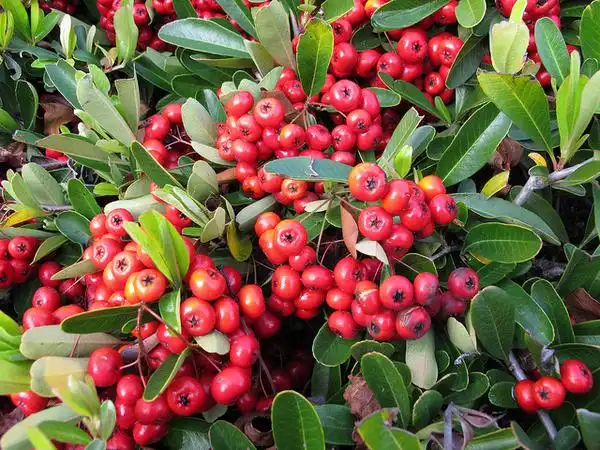 Photo of Pyracantha coccinea (Pyracantha coccineas)