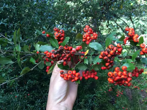 Photo of Pyracantha coccinea - Leaves and fruit:Super_Fantastic