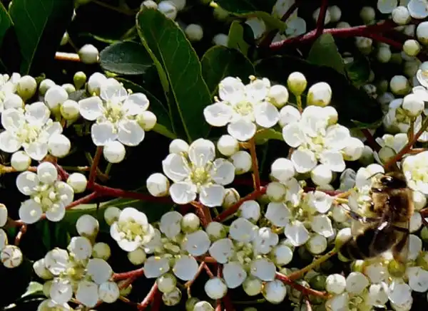 Photo of Pyracantha coccinea - Flowers:Fabian Montojo