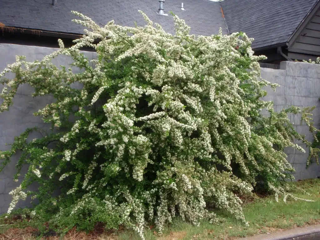 Photo of Pyracantha coccinea - Flower Form:Jim Robbins