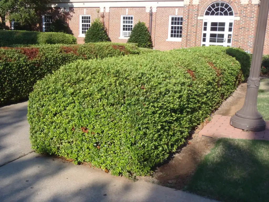 Photo of Pyracantha coccinea - Hedge:Jim Robbins