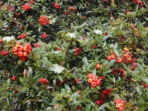 Фото Pyracantha koidzumii (Pyracantha koidzumiis)