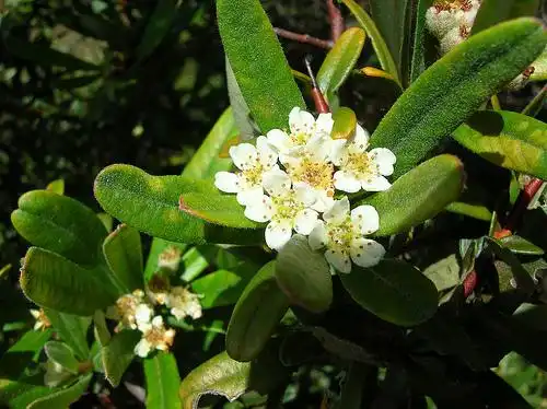 Фото Pyracantha koidzumii (Pyracantha koidzumiis)