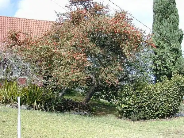 Фото Pyracantha koidzumii - P. koidzumii growth habit:Forest and Kim Starr