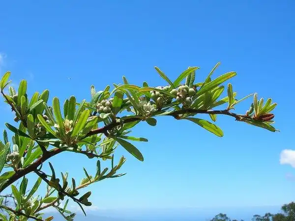 Фото Pyracantha koidzumii - P. koidzumii branching:Forest and Kim Starr