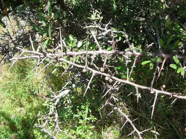 Фото Pyracantha koidzumii - P. koidzumii thorns:Forest and Kim Starr