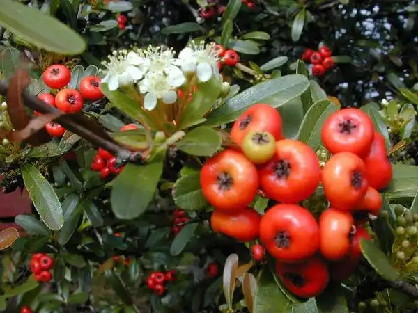 Фото Pyracantha koidzumii - P. koidzumii flower and berry detail:Forest and Kim Starr