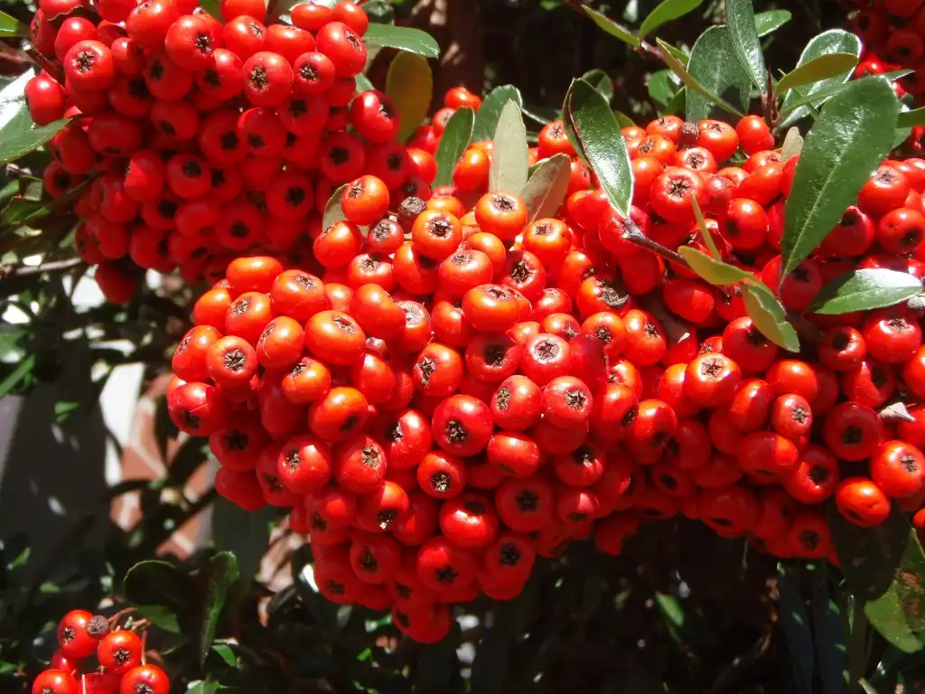Фото Pyracantha koidzumii - 'Victory' Fruit:Jim Robbins