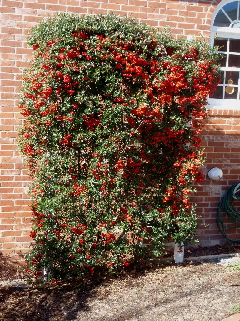 Фото Pyracantha koidzumii - 'Victory' Fruit Form:Jim Robbins