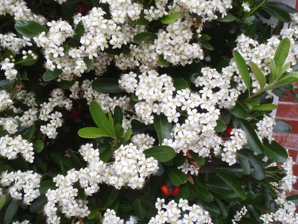 Фото Pyracantha koidzumii - 'Victory' Flower and Leaves:Jim Robbins