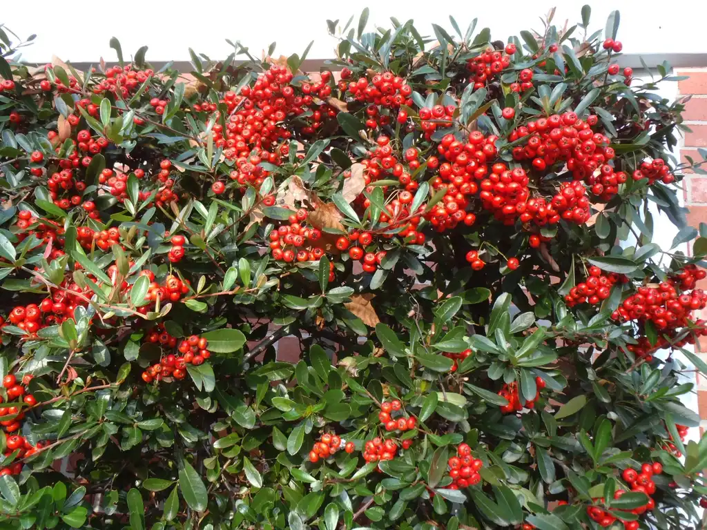 Фото Pyracantha koidzumii - 'Victory' Fruit and Leaves:Jim Robbins