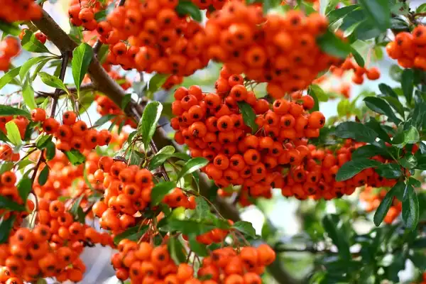 Фото Pyracantha x 'Mohave' (Pyracantha x 'Mohave's)