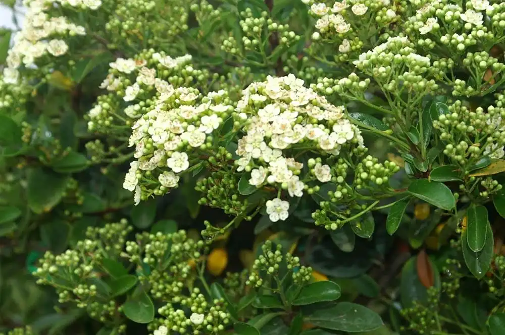 Фото Pyracantha x 'Mohave' (Pyracantha x 'Mohave's)