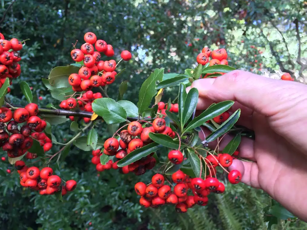 Фото Pyracantha x 'Mohave' - Fruit closeup:SuperFantastic