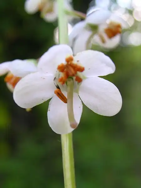 Foto de Pyrola elliptica (Pyrola ellipticas)