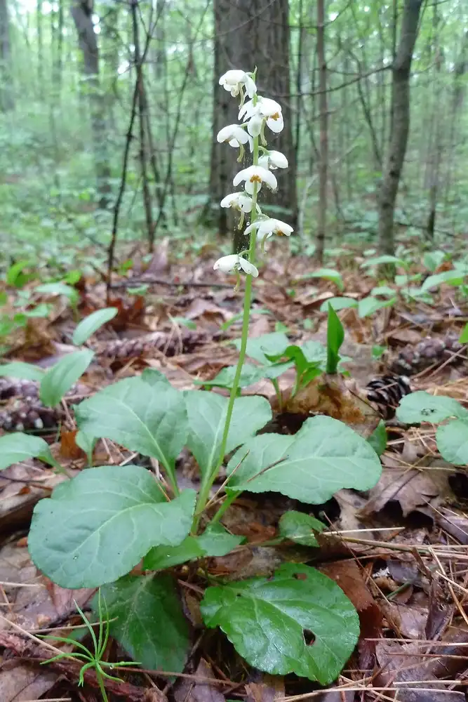 Foto de Pyrola elliptica (Pyrola ellipticas)