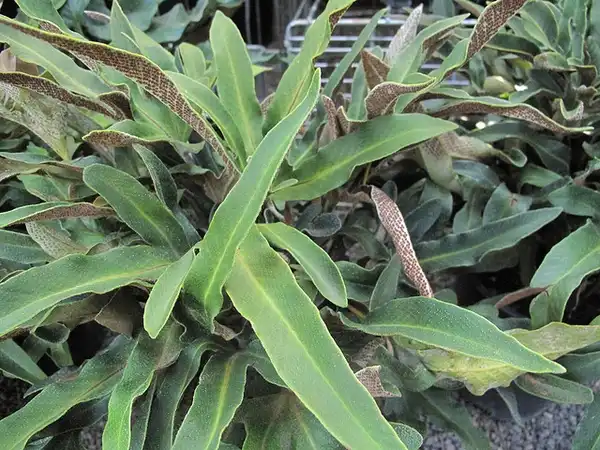 Foto de Pyrrosia hastata (Pyrrosia hastatas)