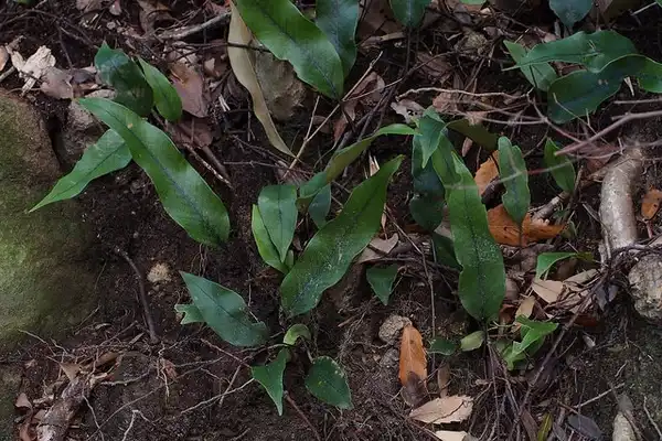 Foto de Pyrrosia lingua (Pyrrosia linguas)