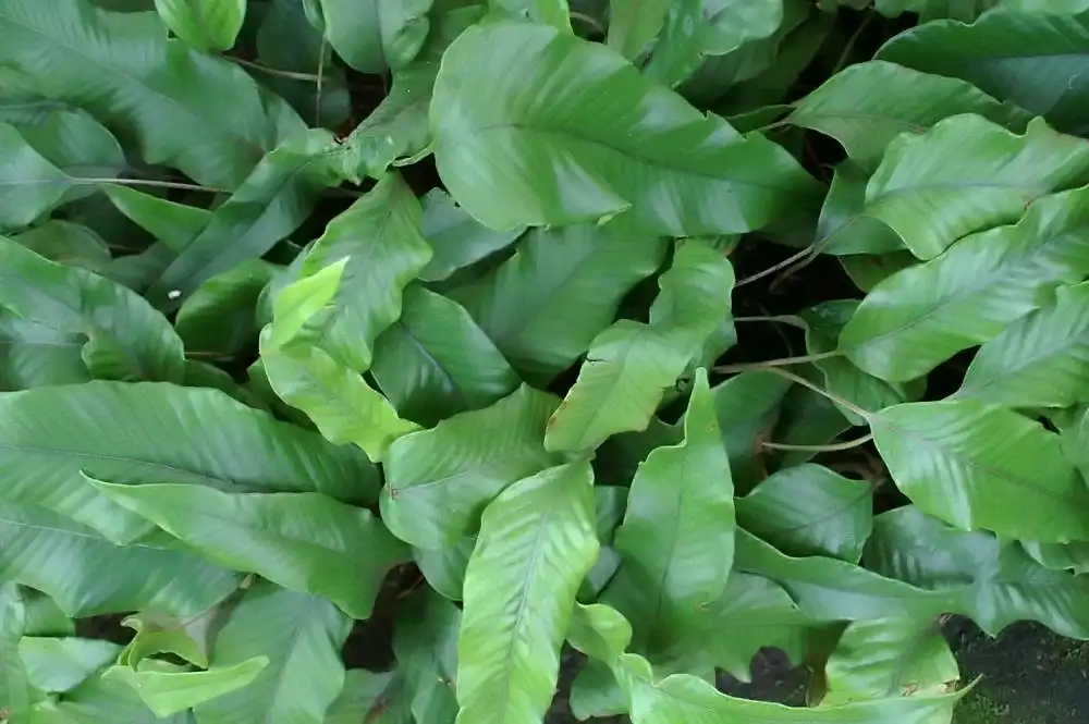 Foto de Pyrrosia lingua (Pyrrosia linguas)